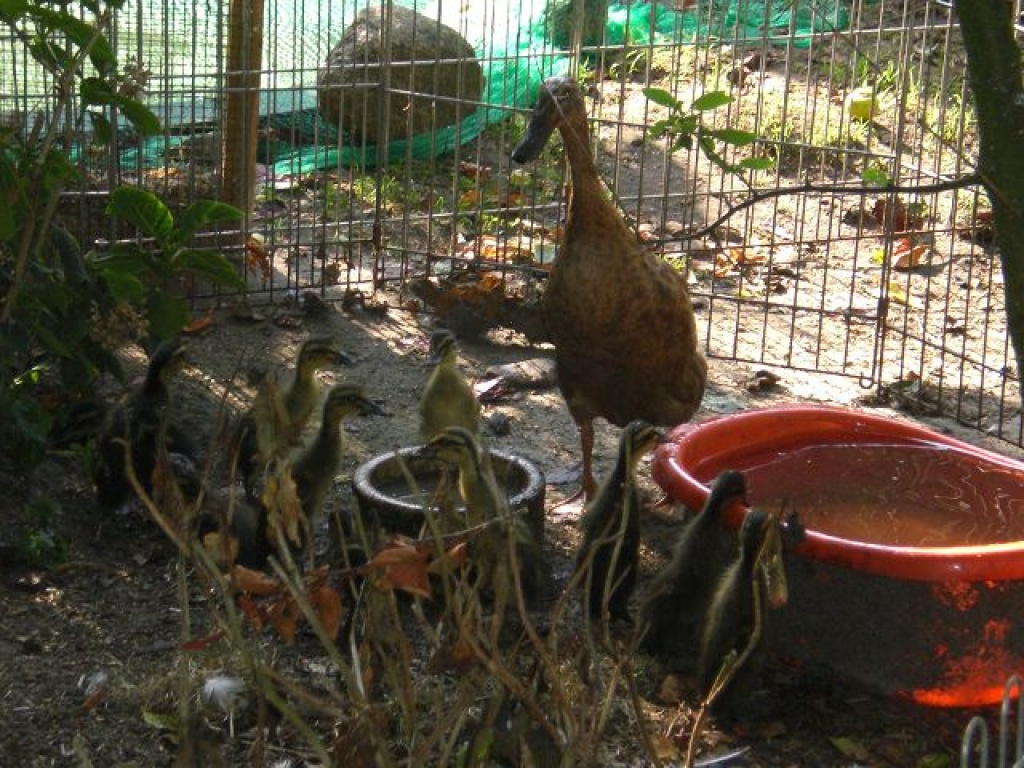 Mehrere Laufenten zu verkaufen - Nutztiere - Ganderkesee