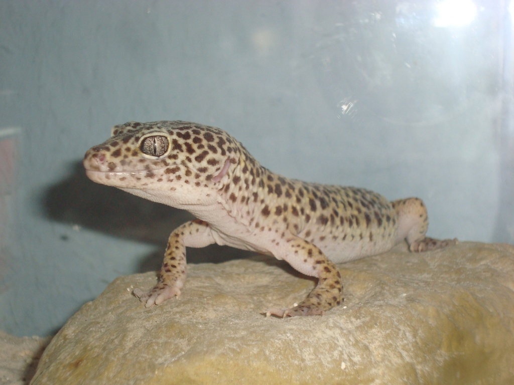 SEHR DRINGEND!! Terrarium oder Zubehör für Notfallleo gesucht!!! - Reptilien - Berlin