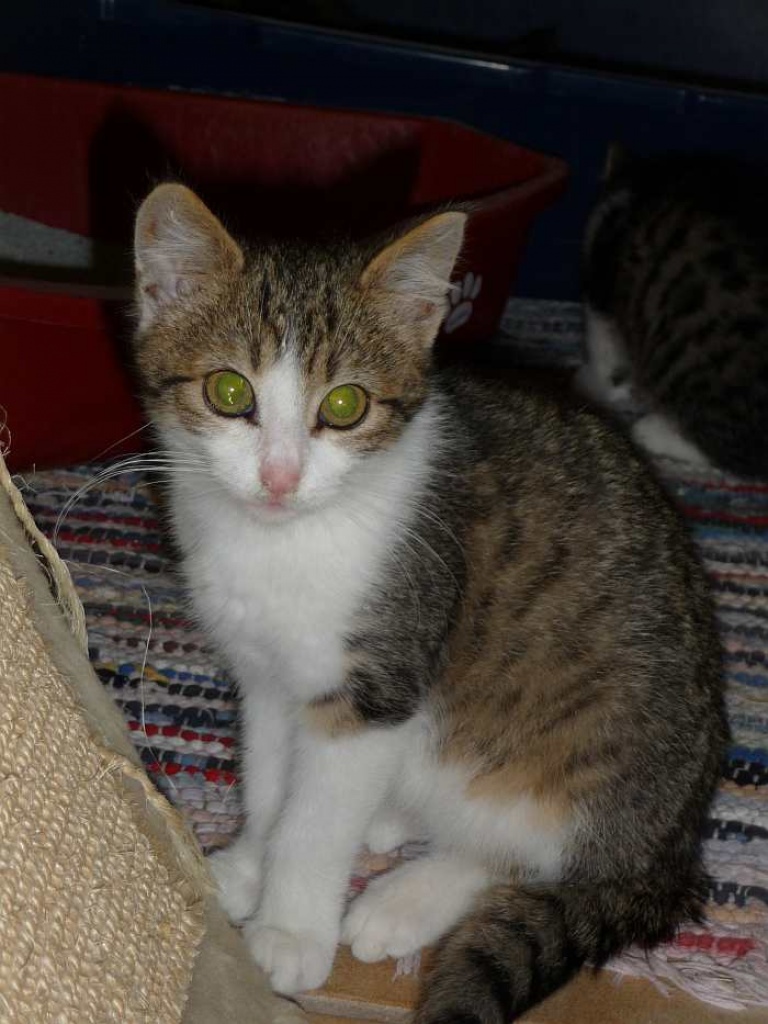 Lieber, schmusiger Kater Merlin sucht Zuhause auf Lebenszeit! - Katzen - Oberhausen