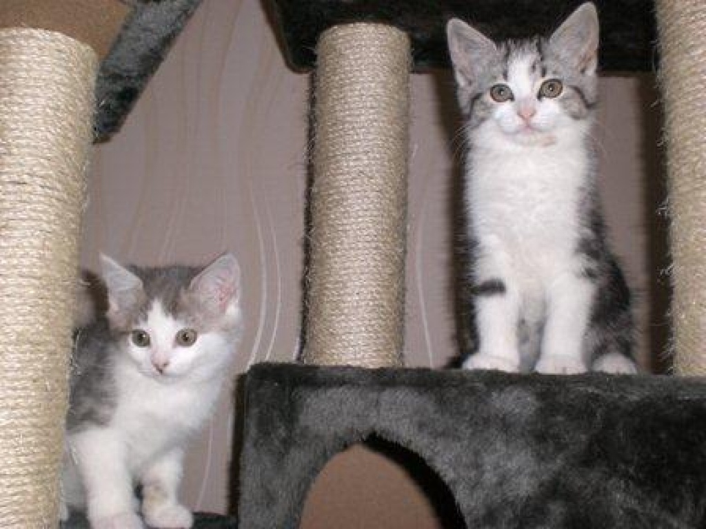 2 Katzenkinder (Geschwister), beide weibl., Mischlinge - Katzen - Damme