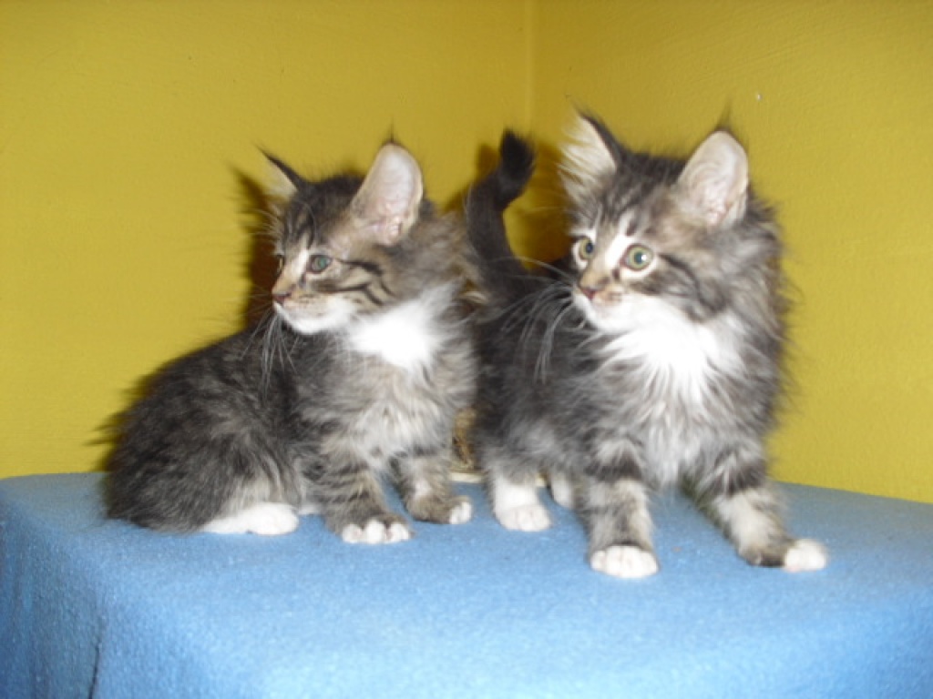 Norwegische Waldkatzenbabys - Katzen - Büchlberg