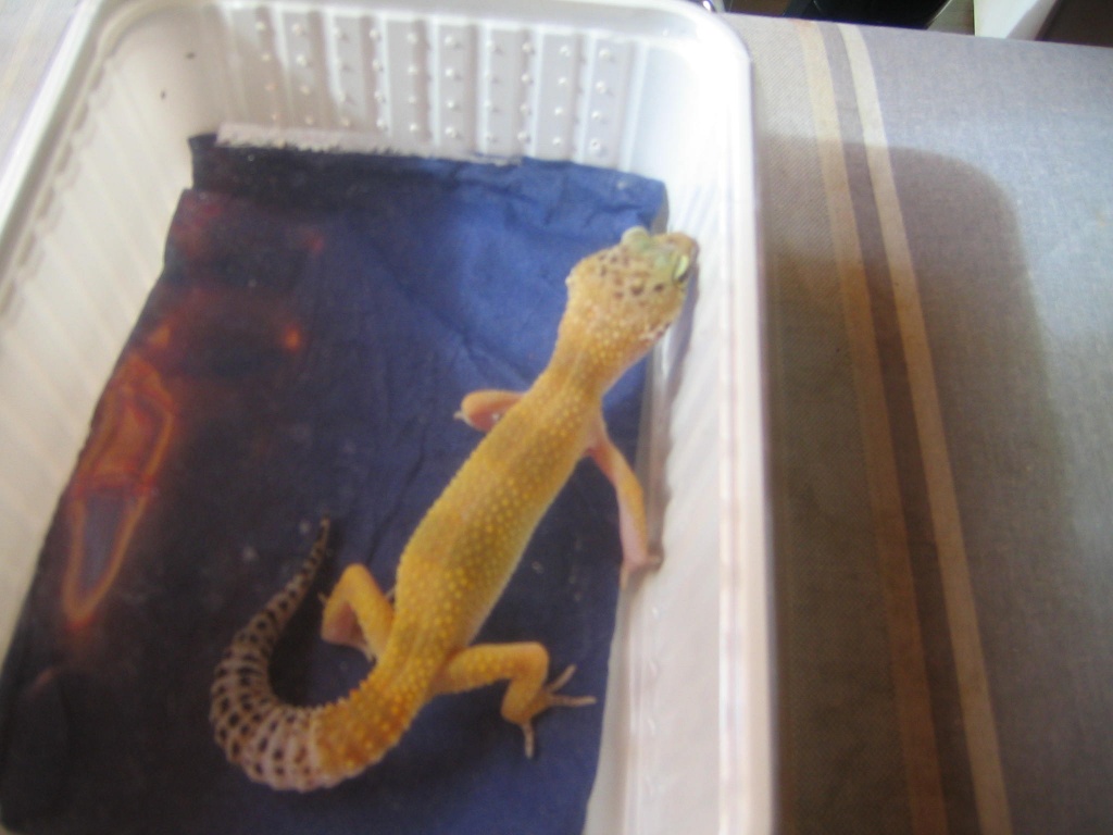Hübsche Leopardgeckos abzugeben - Reptilien - Welling