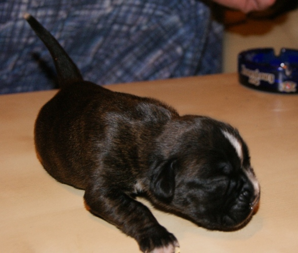 Boxerwelpen - Hunde - Prag