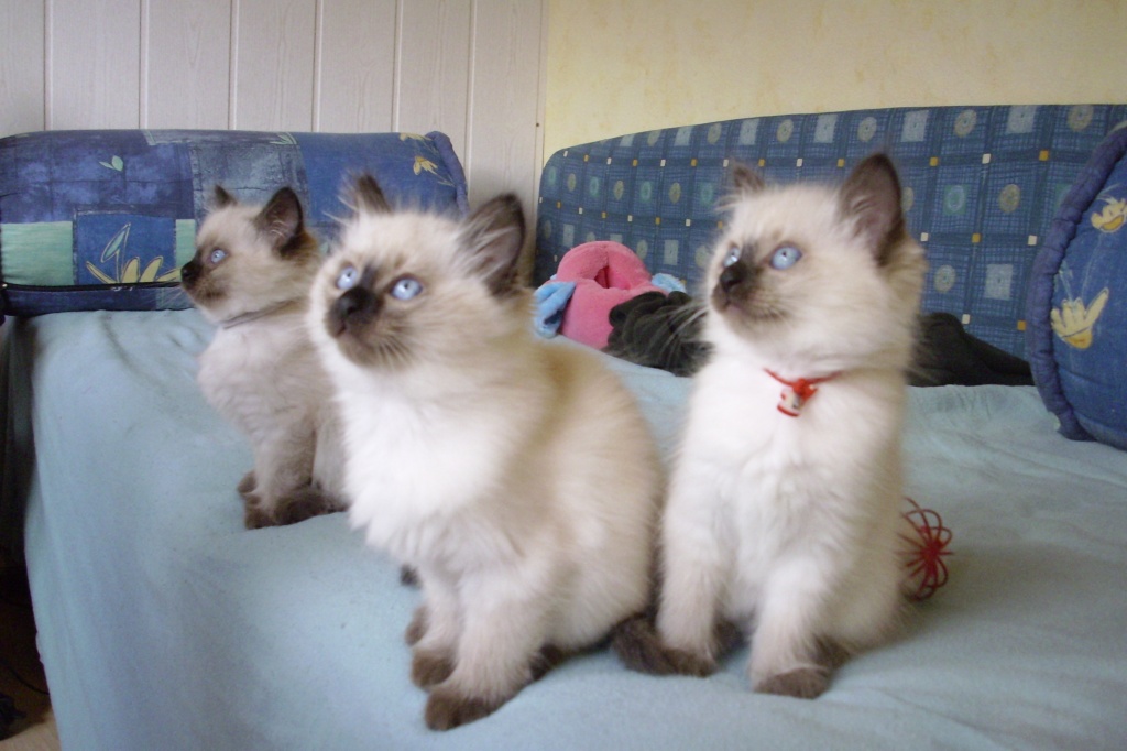 Heilige Birma/Thai Kitten - Katzen - Alfeld Leine