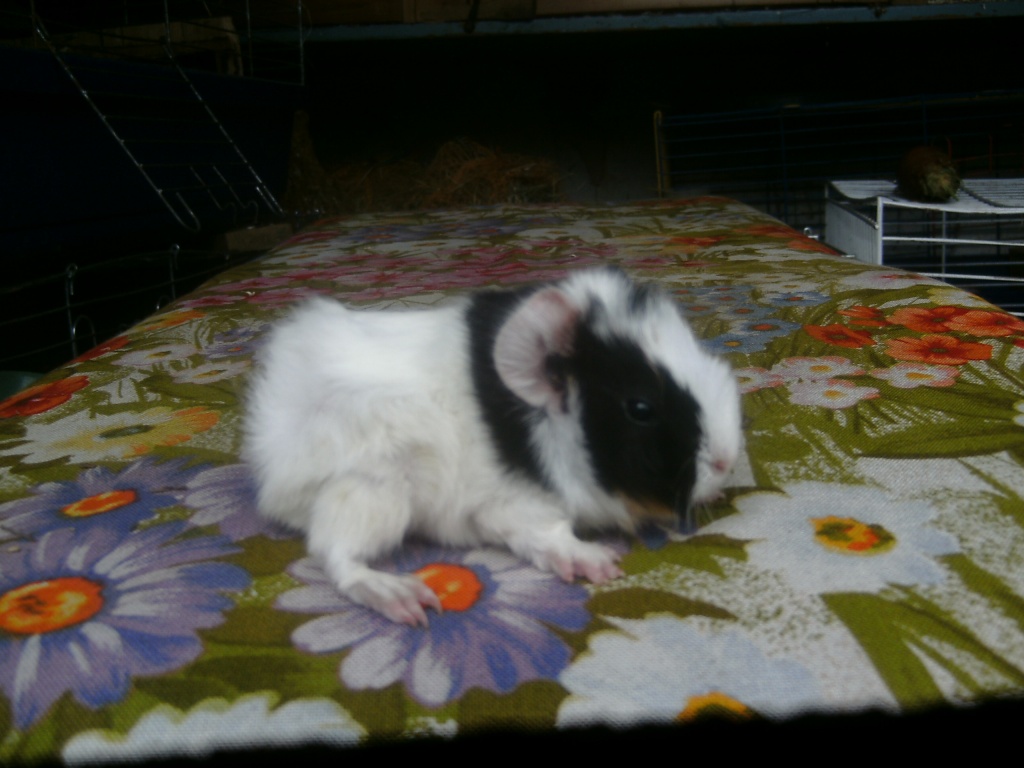 Süße rosettenbabys abzugeben - Nagetiere - Hannover