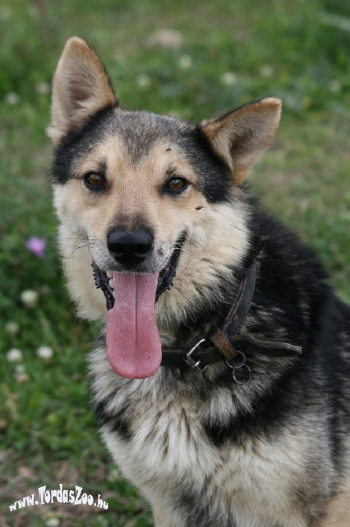 Wolfie wickelt alle mit seinem Charme um die Pfote - Hunde - Köln