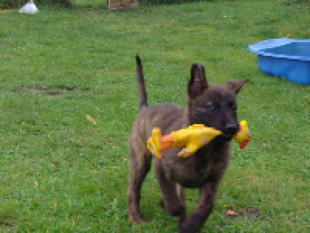 Welpenschule in Bramsche / Osnabrück - Hunde - Bramsche