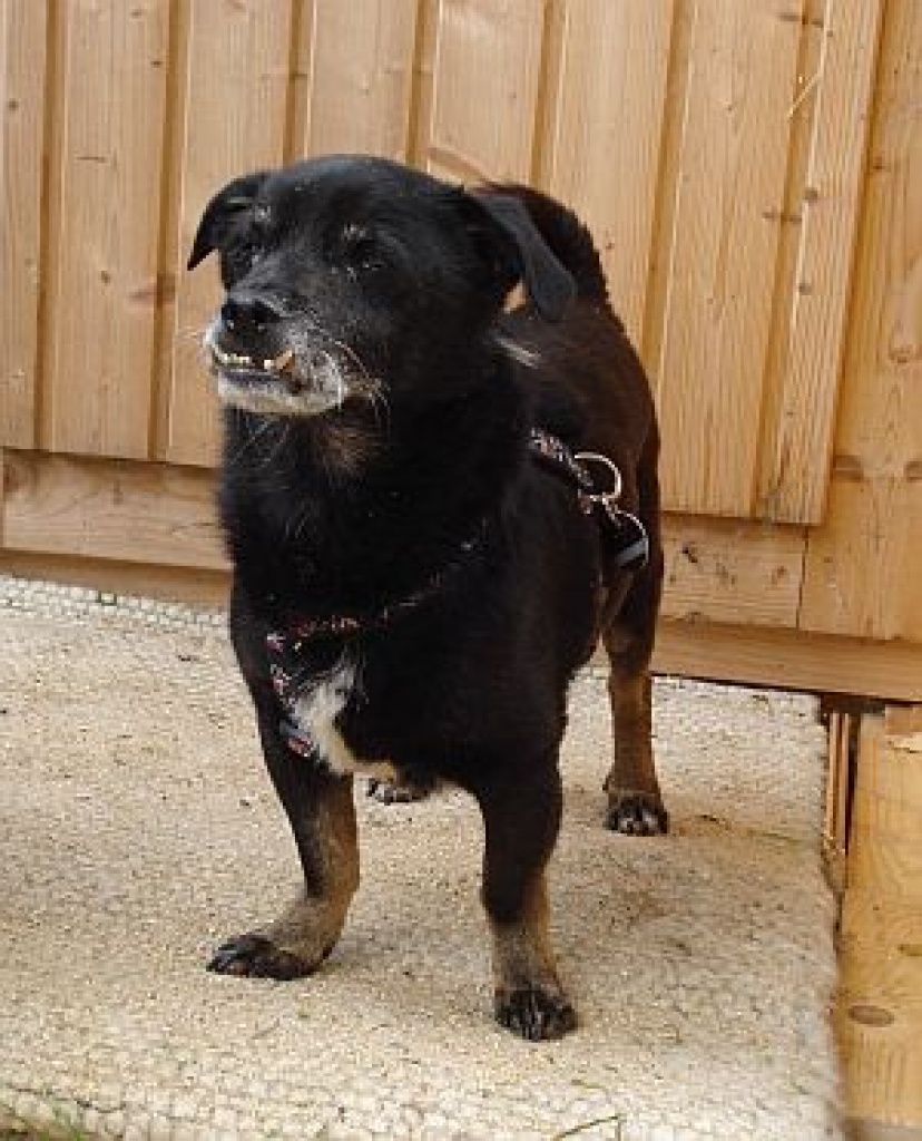 Kleiner Elias auf der Suche nach Glück - Hunde - Planegg