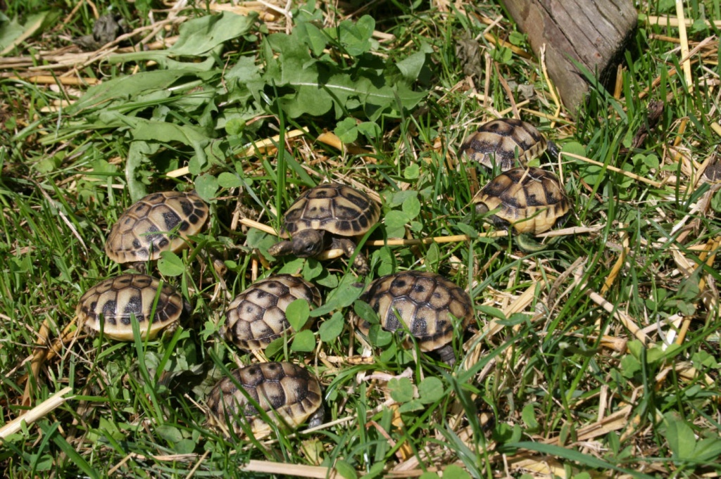 Landschildkröten - Reptilien - Berching