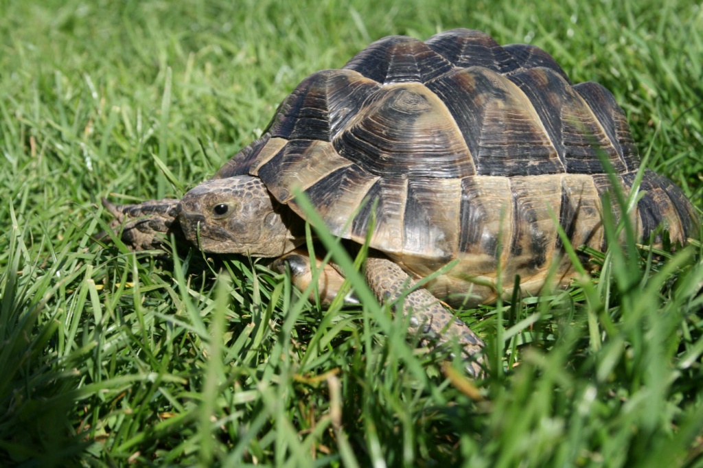 Maurische Landschildkröte - Reptilien - Berching