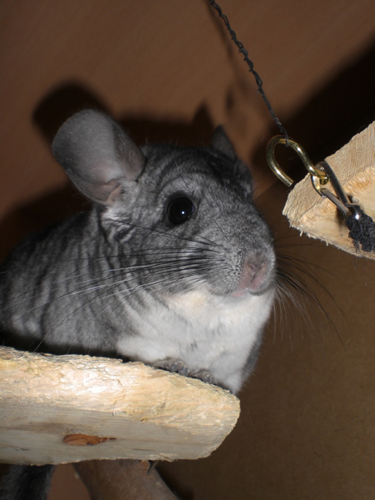 2 Chinchilla-Böcke suchen ein neues Zuhause - Nagetiere - Braunschweig