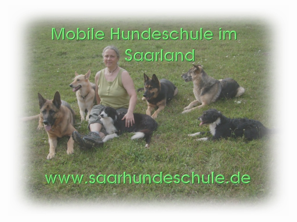 Hundeschule im Saarland - Hunde - Spiesen Elversberg