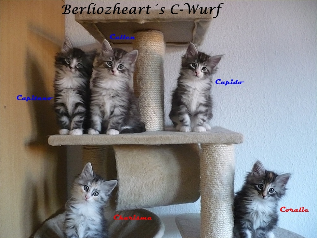 Unsere süßen Norwegerkitten suchen einen liebevollen Schmuseplatz - Katzen - Chemnitz