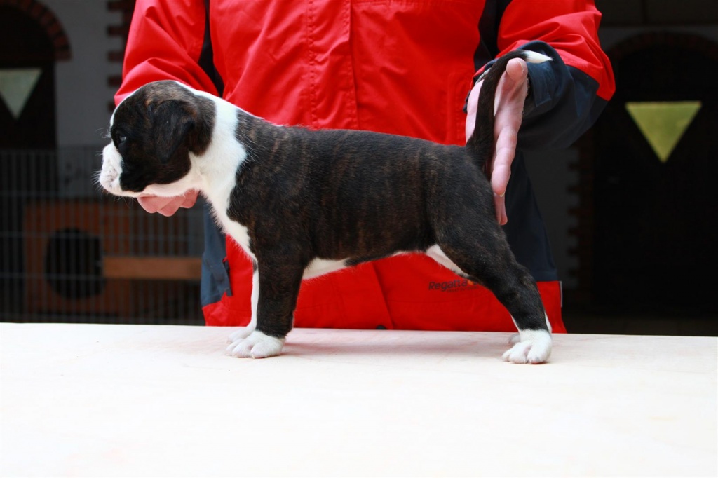 Boxerwelpen mit Papieren abzugeben - Hunde - Böseckendorf