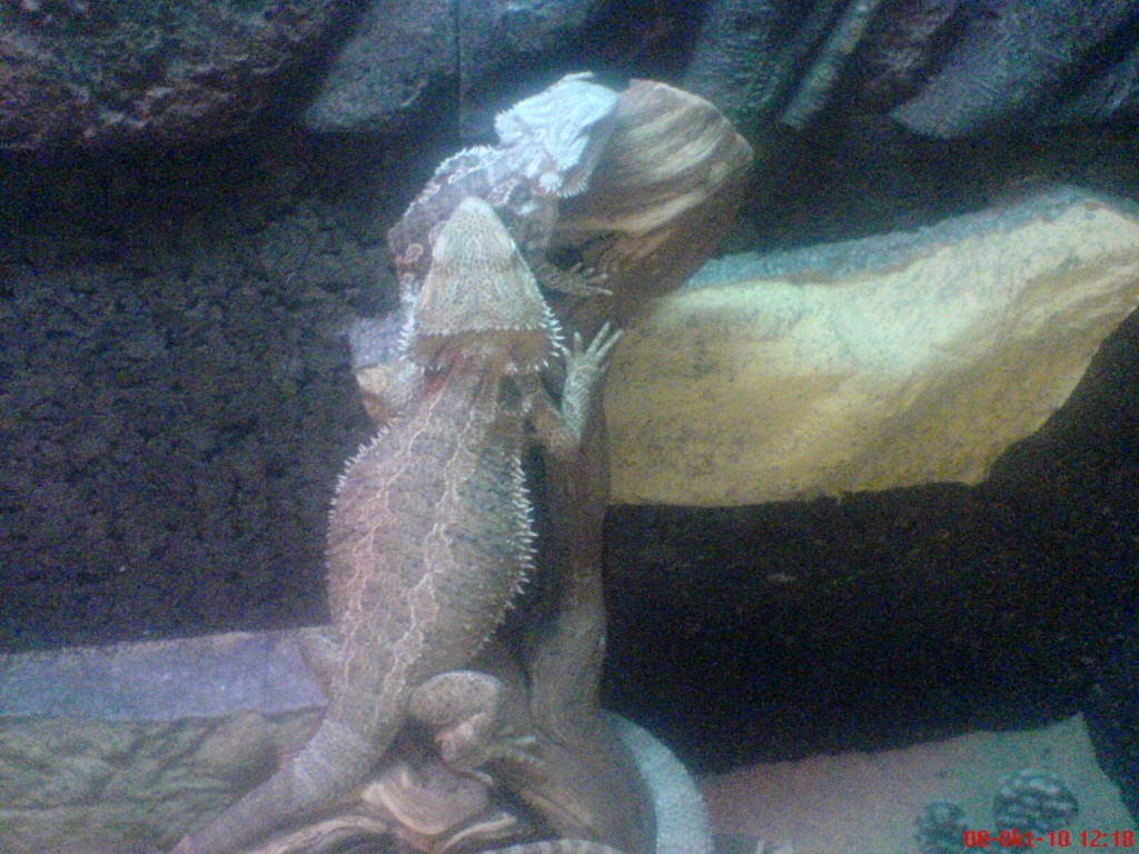 Nehme kostenlos Reptilien auf (außer Spinnen und Gifttiere) - Reptilien - Twistringen