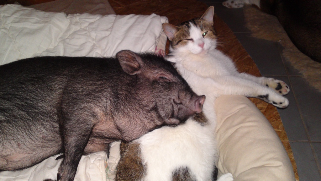 Schweinchen maggy sucht ein neues zuhause - Nutztiere - bachhagel