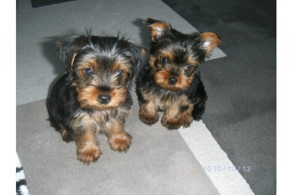 Zeitweise süße Yorkshire-Terrier Welpen - Hunde - Wien
