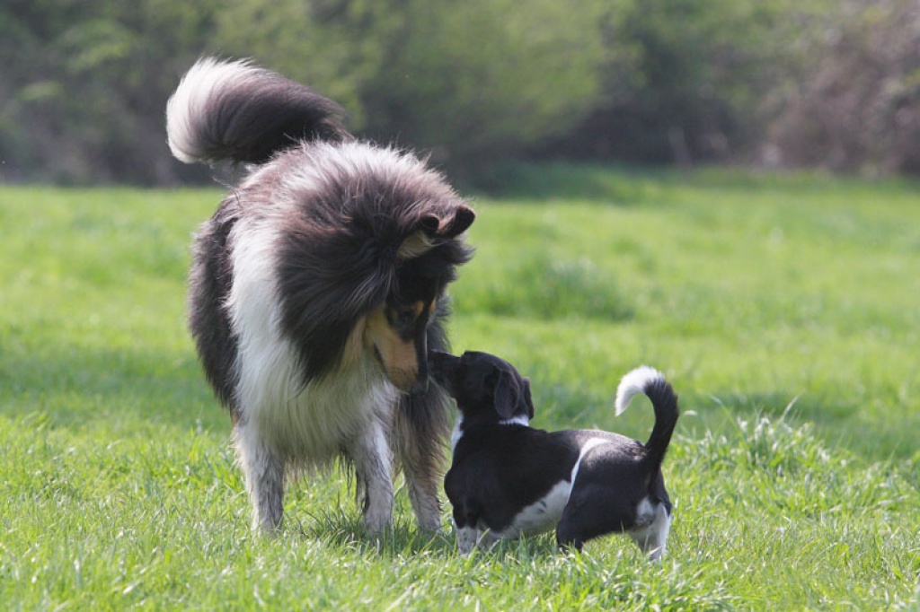 Hundefotoshooting rund um Berlin hat im November noch einige freie Termine - Dienstleistungen - Wiesenburg Mark