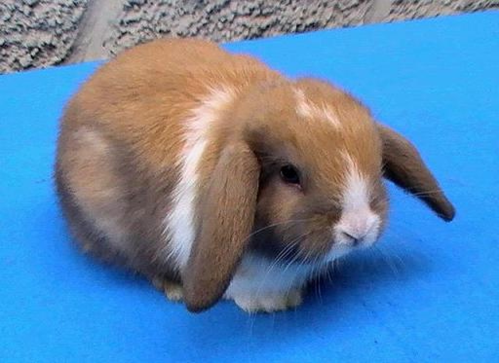 Junge Miniwidder - Nagetiere - Palling