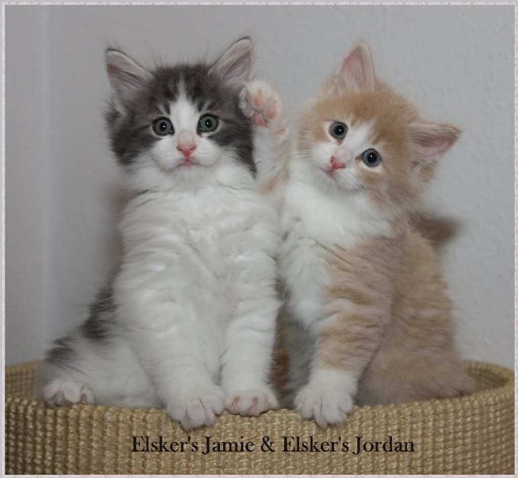 Norwegische Waldkatzenkinder suchen liebevolles Zuhause - Katzen - Krefeld