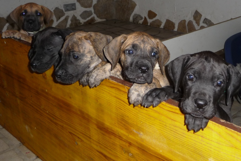 Deutsche Doggenwelpen m/w - Hunde - Würzburg