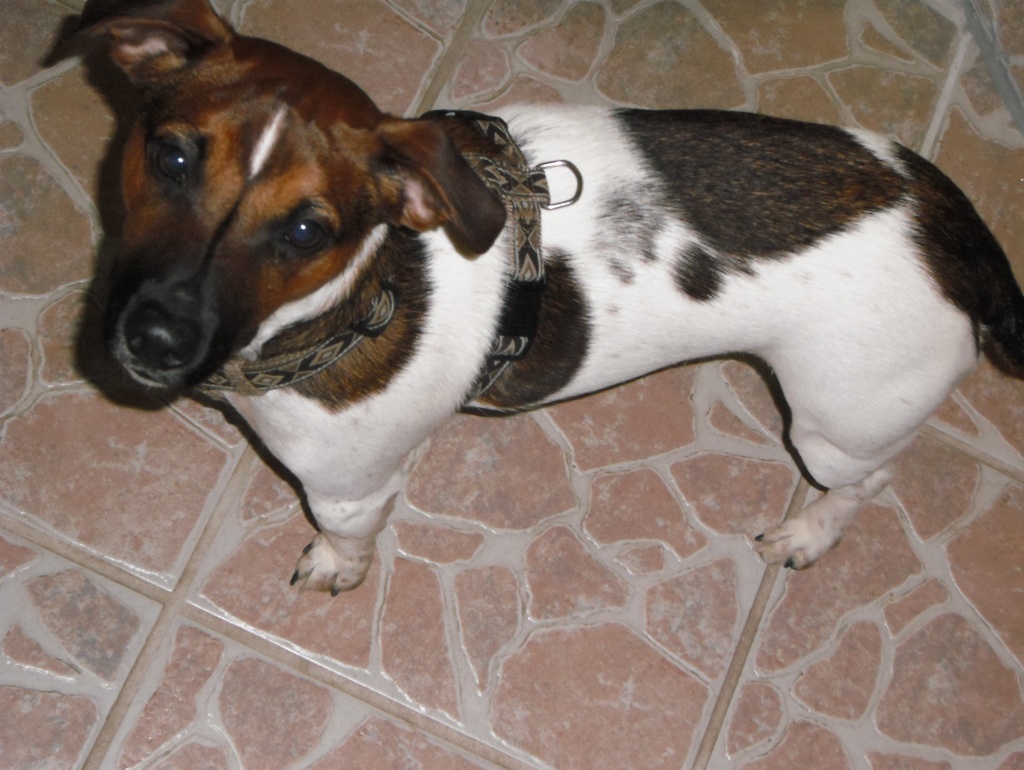 Jack-Russel-Terreier *1 Jahr alt* - Hunde - Klein Haßlow