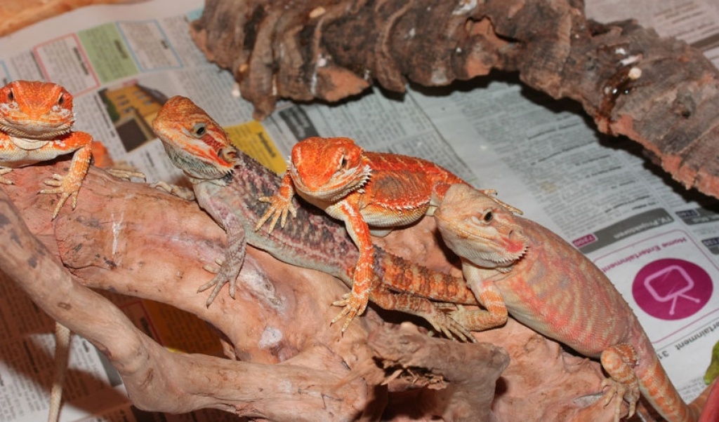 Bartagamen - Pogona Vitticeps - Farbzuchten - von Babys bis zu Subadulten Tieren - Reptilien - Alzenau