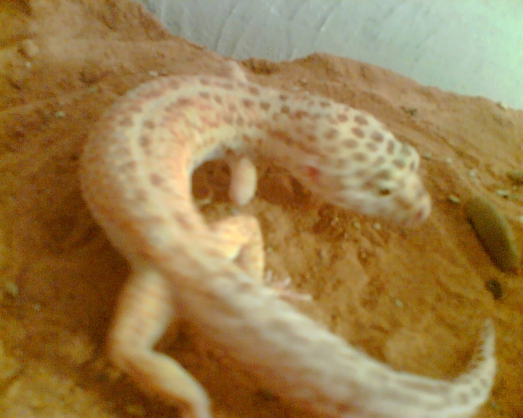 Leopardgeckos - Reptilien - Reichartshausen