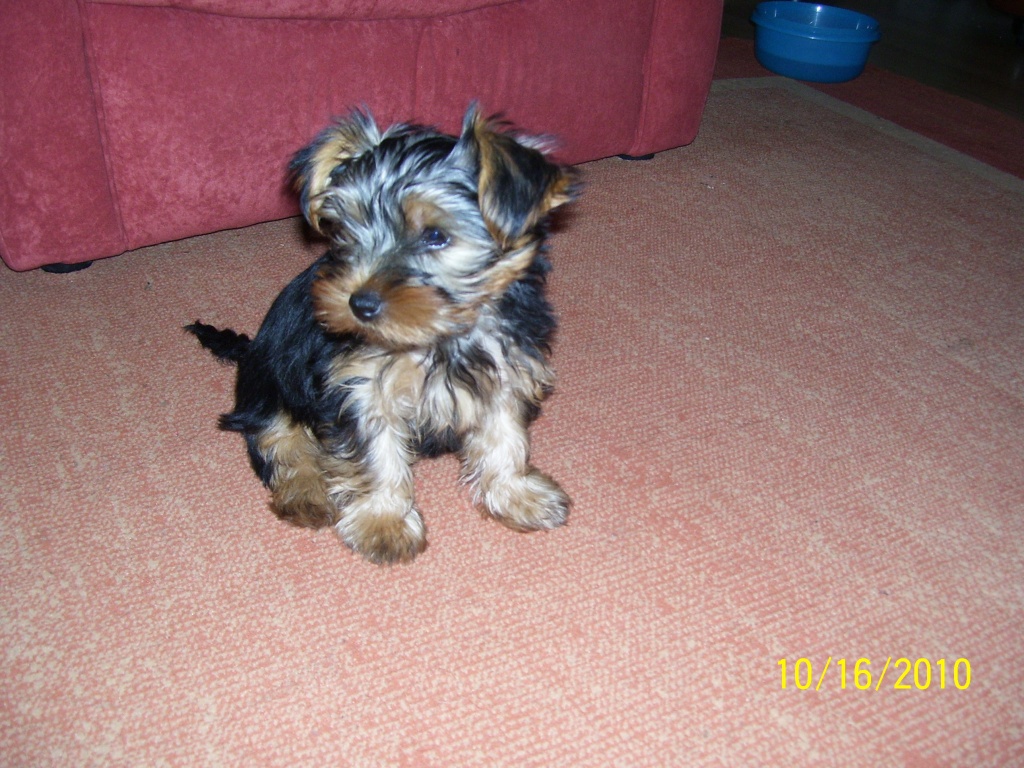 Yorki-Rüde - Hunde - Großpösna