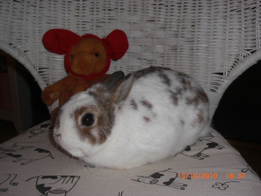 Mini Zwergkaninchen*Farbenzwerg*Lucky sucht ein neues liebes Zuhause - Nagetiere - Wiesmoor