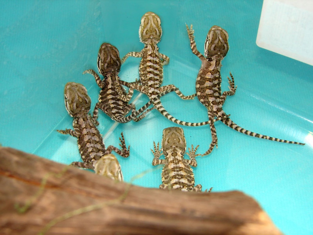 Zwergbartagamen  NZ 08/10 pogona henrylawsoni - Reptilien - Erfurt