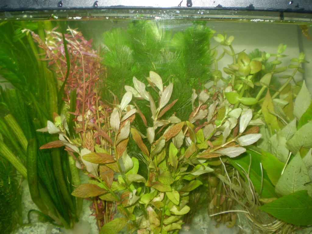 Aquariumpflanzen 10 Bund für 10 € ! Neue Ware eingetroffen !!!! - Fische - Berlin