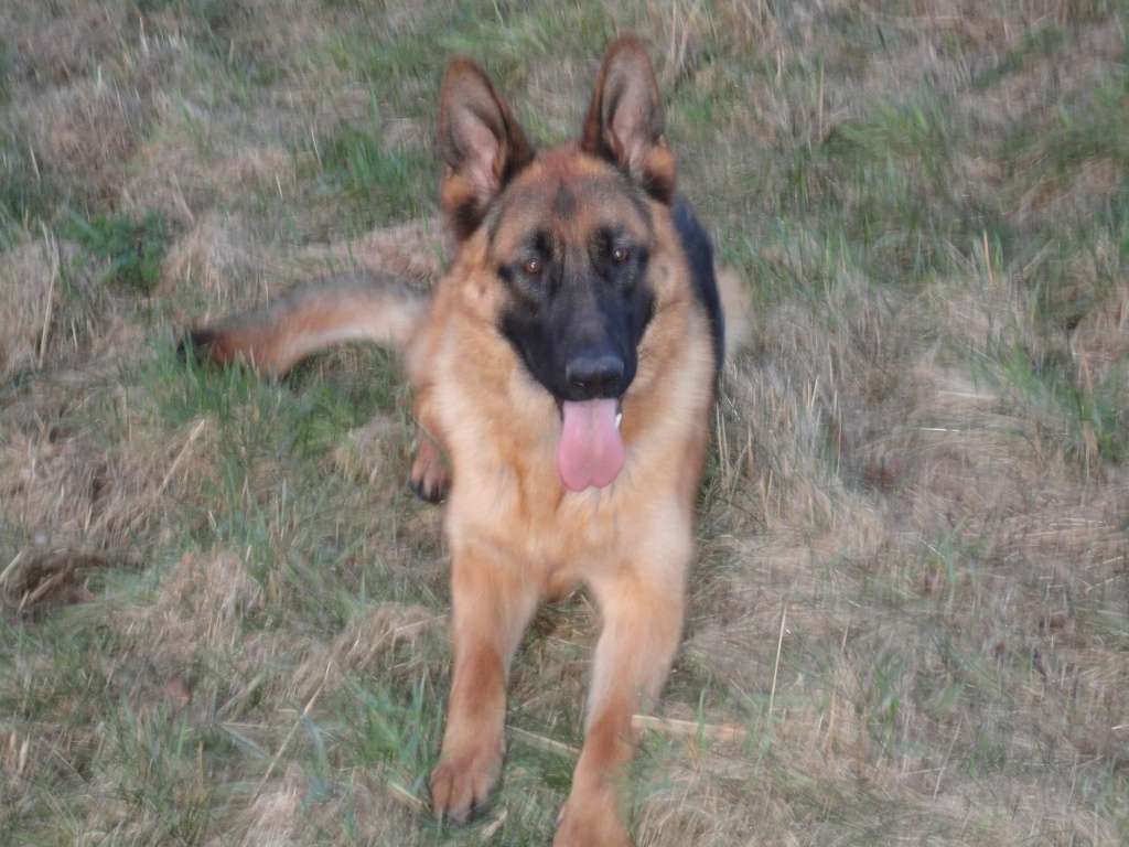 Thyson sucht ein zuhause - Hunde - Hagen