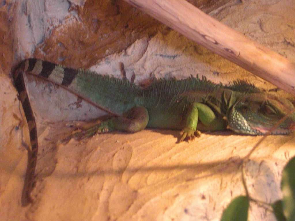 Verkaufe Wasseragamenpärchen, EILT! - Reptilien - Mühlhausen Thüringen
