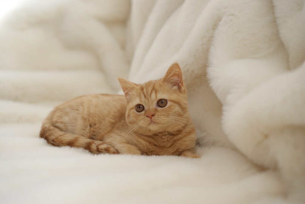 British Kurzhaar Katzkinder suchen - Katzen - Mönchsroth