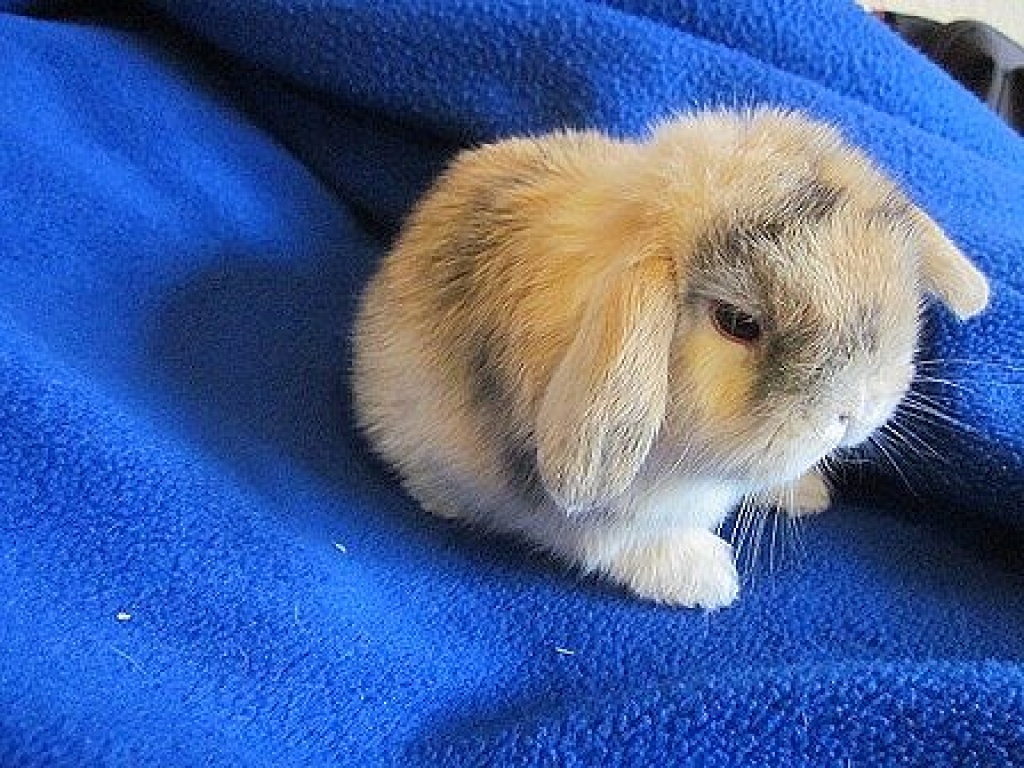 Japaner NHD Tami steht zur Abgabe - Nagetiere - Fürstenzell