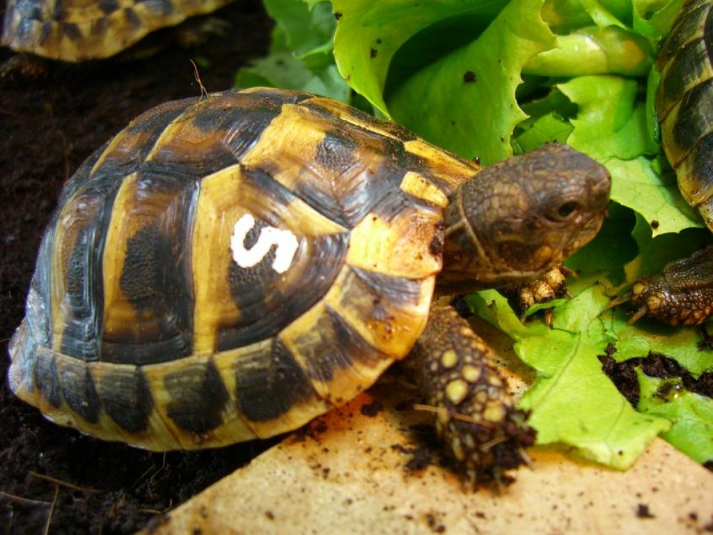 Griechische Landschildkröten - Reptilien - München