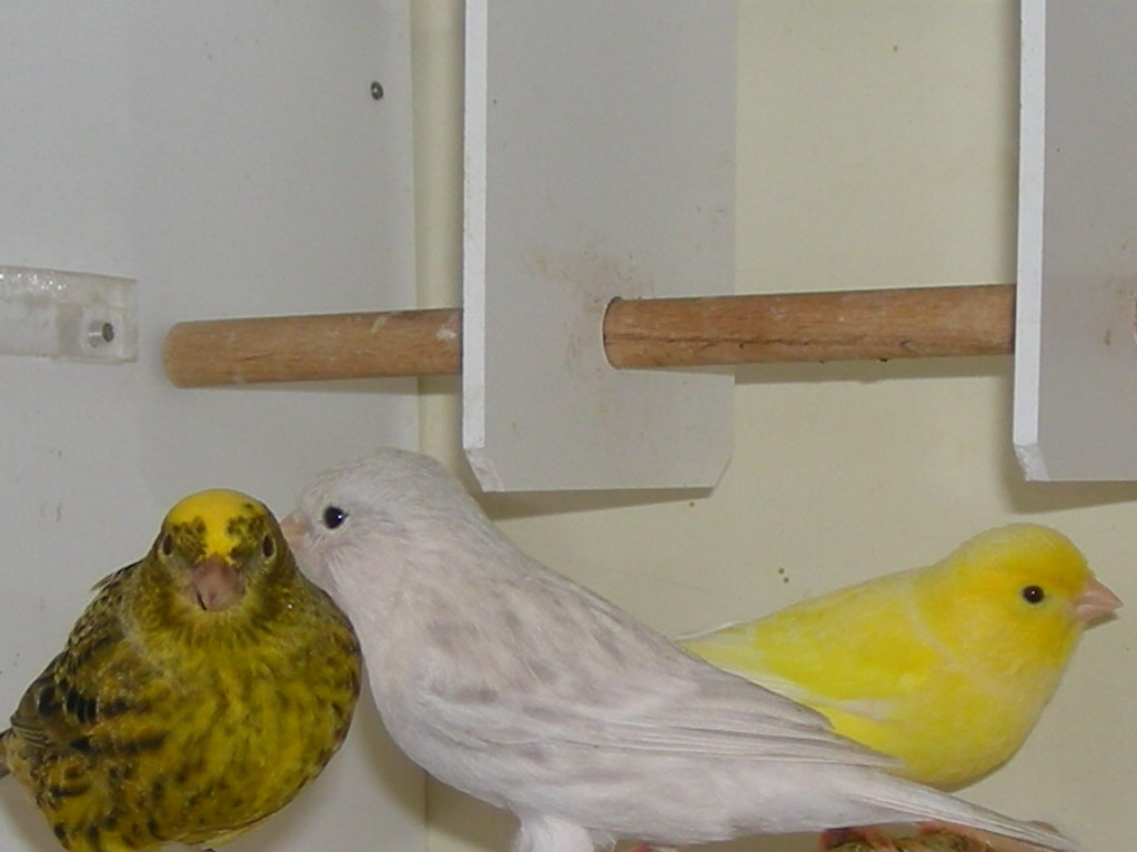 Kanarienvögel u. a. Harzer Roller und Lizard zu verkaufen - Voegel - Bad Schwartau