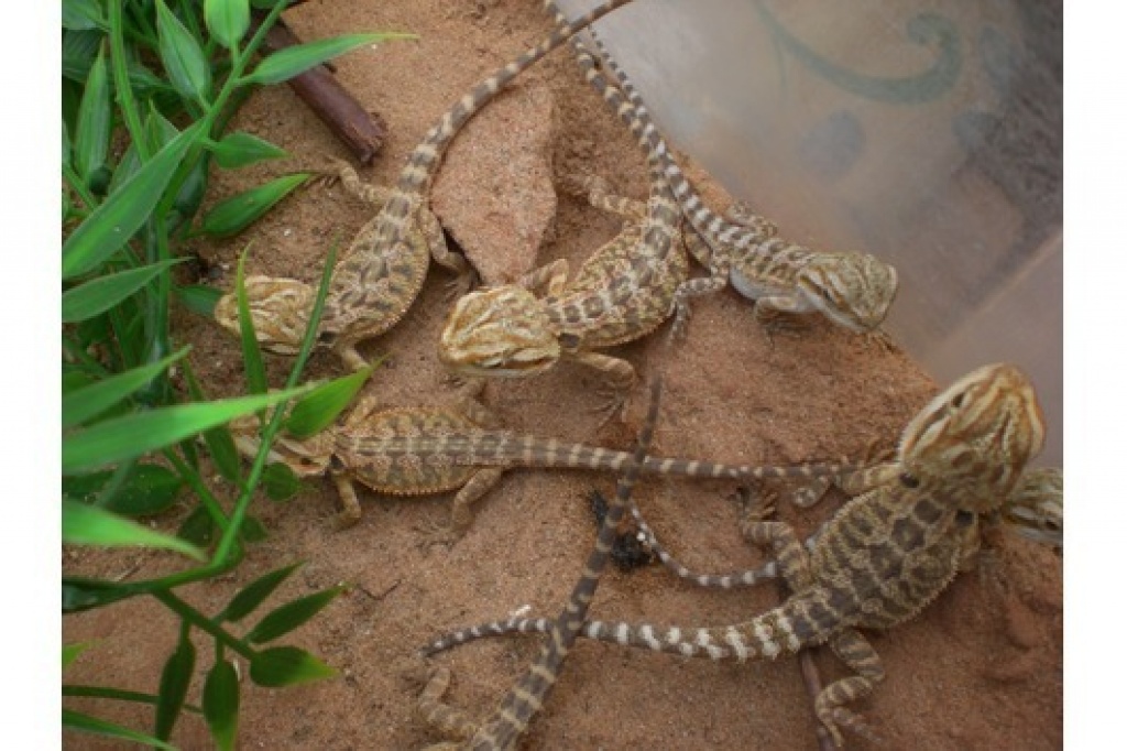 0,0,17 Bartagamen Sandfire x Yellow - Reptilien - Augsburg