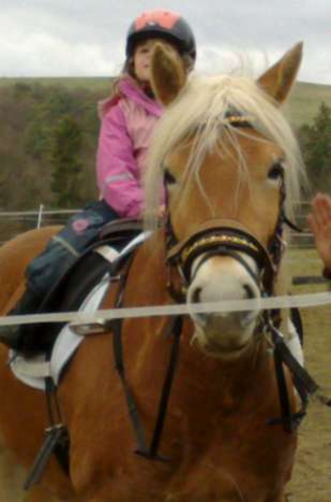 Suche liebevolle Pflegebeteiligung an Pony-Kind Raum 65510/65520 - Pferde - Hünstetten