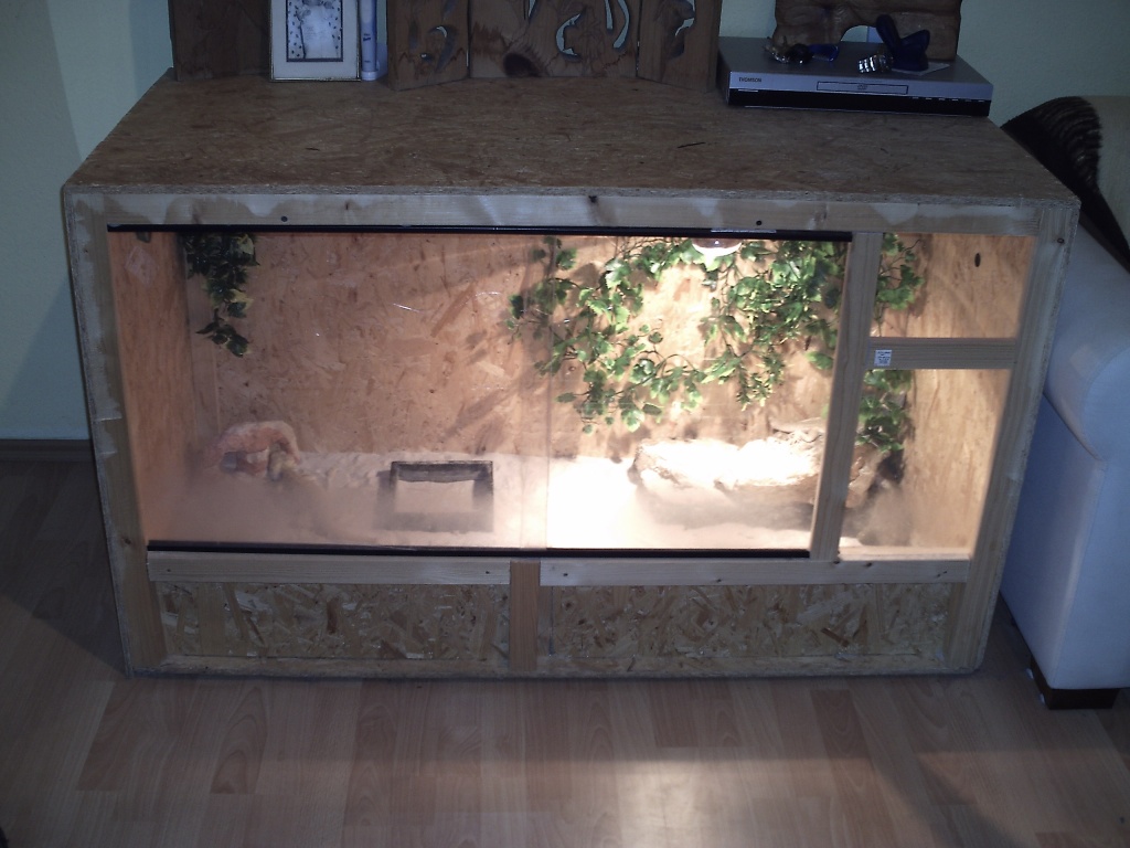 Bartagamen Pärchen mit Kompletten Terrarium KOSTENLOS in gute Hände abzugeben - Reptilien - Frankfurt am Main