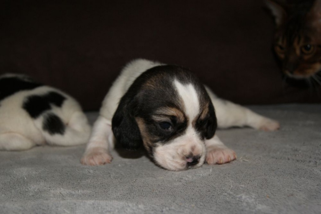 Beaglewelpen aus dem Zwinger SunnyKids - Hunde - Aldersbach