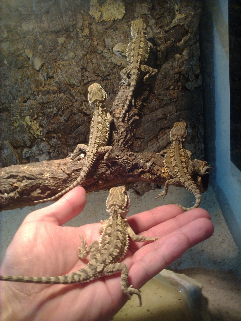 Pogona henrylawsni - Reptilien - Hameln