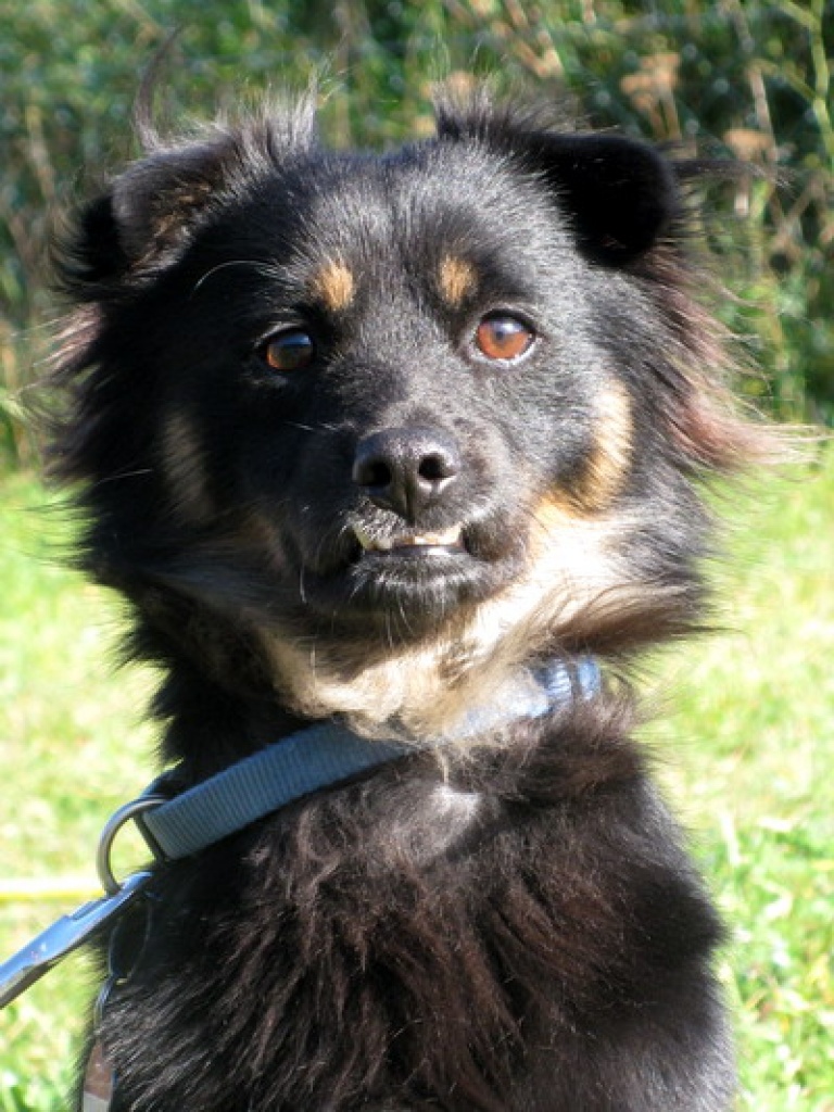 Dino ( ca. 3 Jahre / 38 cm ) - Hunde - Herzsprung