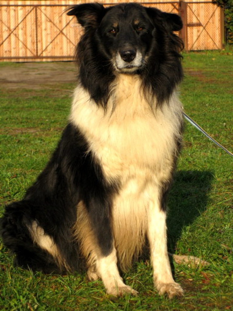 Collymischling Danny - Hunde - Herzsprung