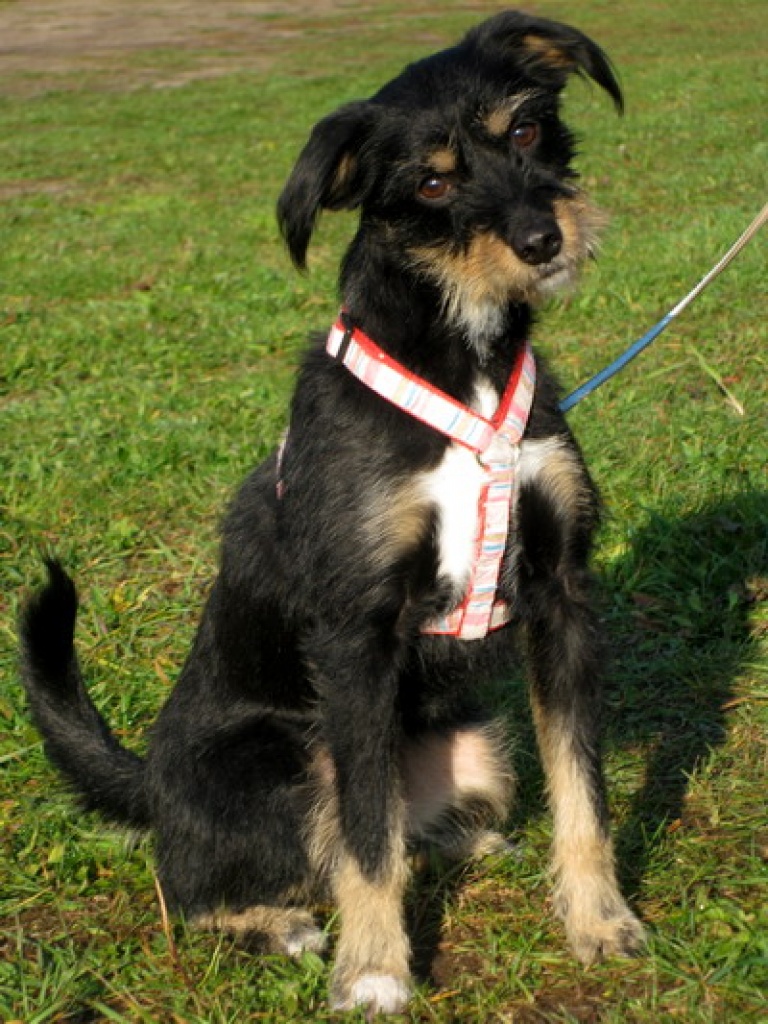 Kiki ( ca. 2 Jahre ) - Hunde - Herzsprung