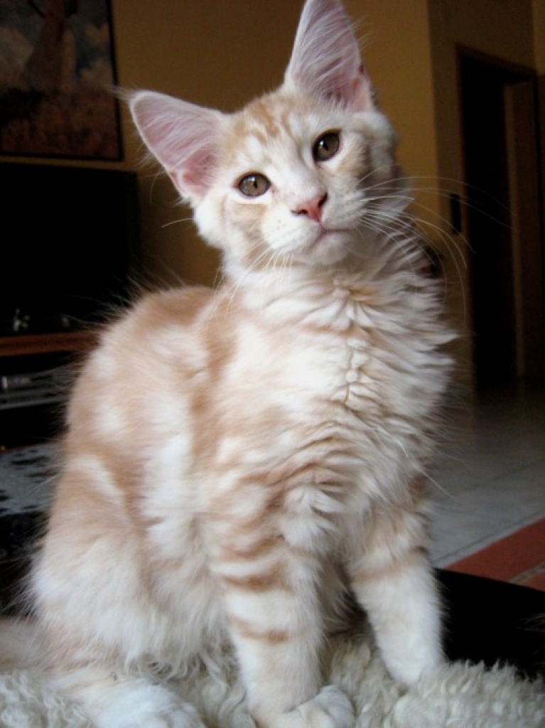 Maine Coon Gorden mit Stammbaum - Katzen - Duisburg