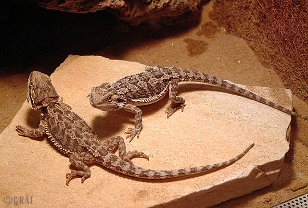 Junge Bartagamen zu verkaufen - Reptilien - Thüngen