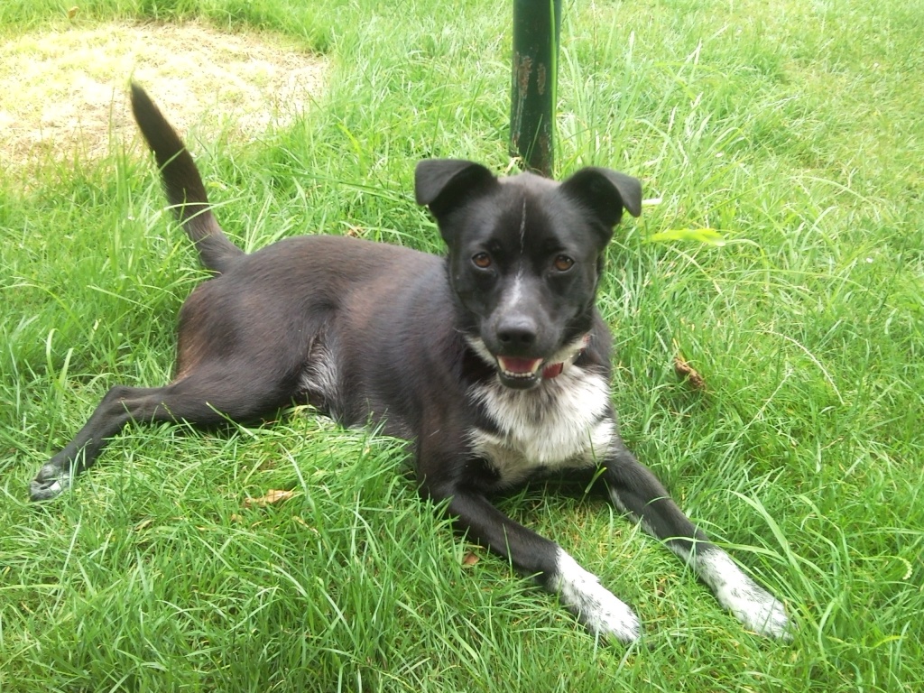 Ein mischling - Hunde - Hilbersdorf