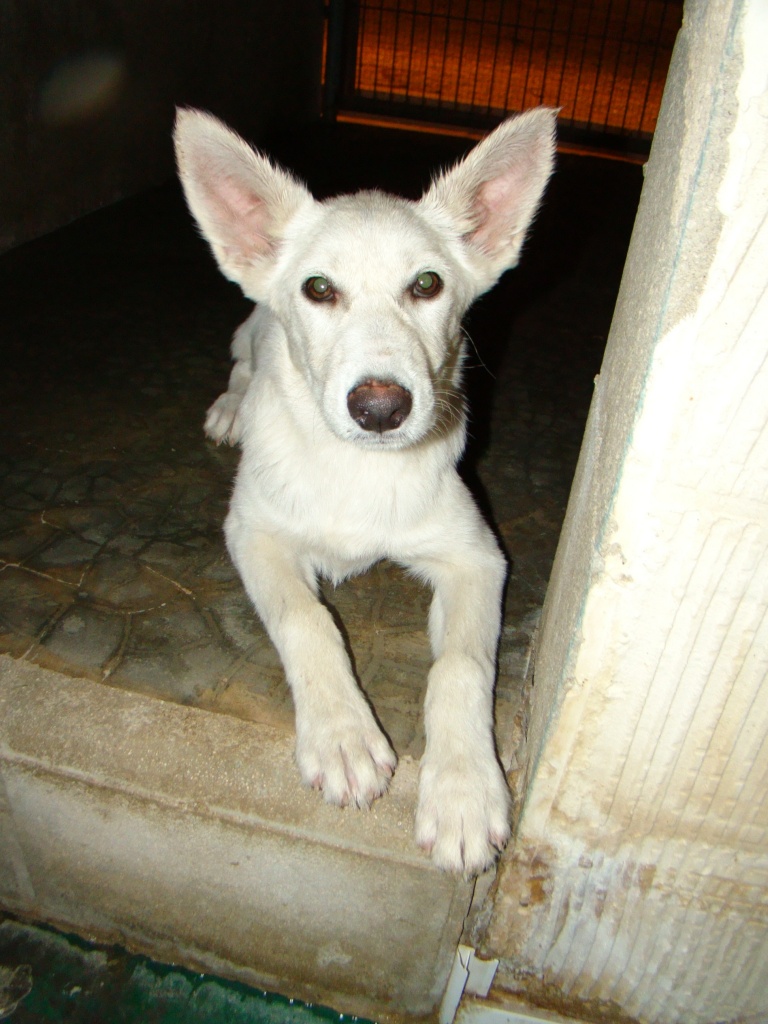 Flugpate Alicante - München gesucht - Flugpaten - München